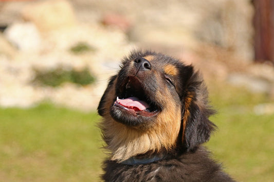 Dog Ear Infection? Fast Relief & Prevention Tips You Need