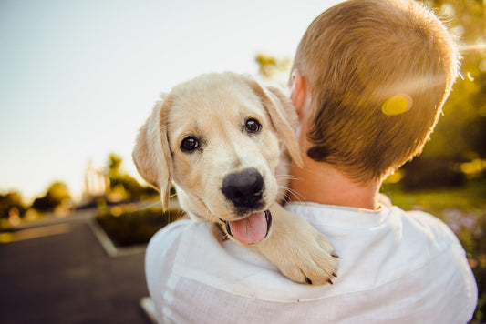 How to Spot and Get Rid of Fleas & Ticks Fast: Vet‑Approved Guide
