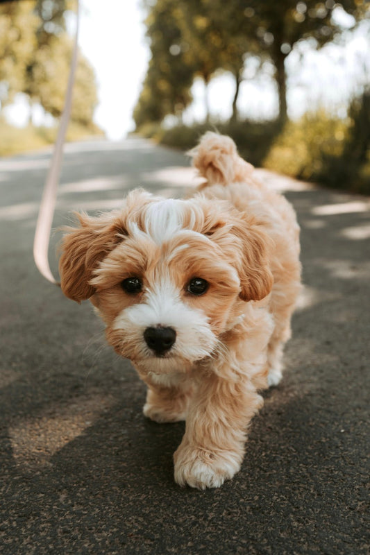 10 Human Foods That Are Safe (and Unsafe) for Dogs