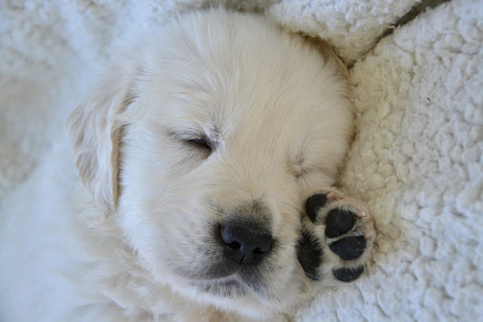FDA Advances First Dog Longevity Drug—What Pet Owners Should Know