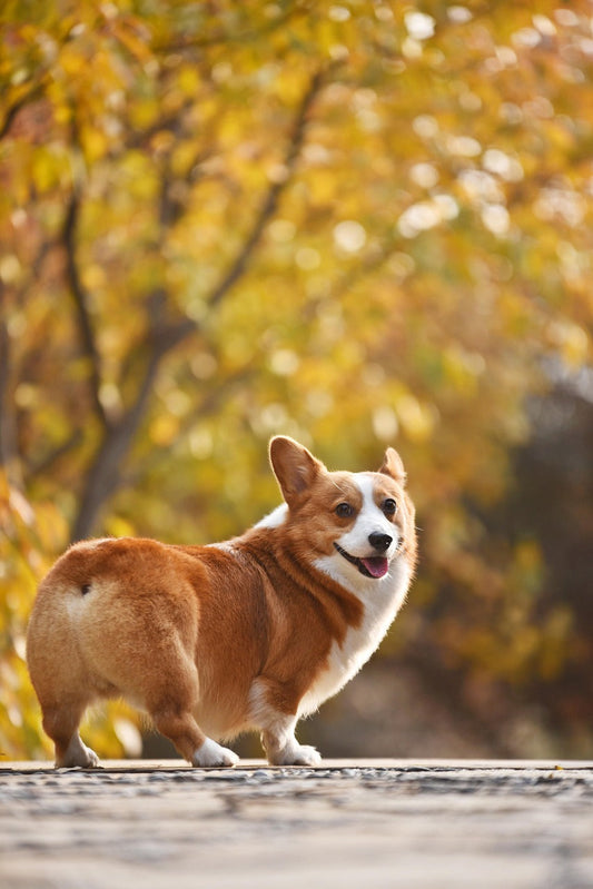 Blog Post: Dog Probiotics Explained – Benefits, Safety & Choosing the Right One