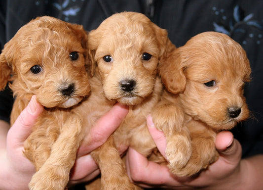Why Your Dog Has Diarrhea & What to Do FAST