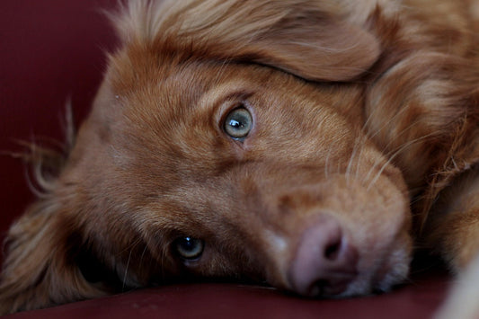 Symptoms & Quick Fix for Kennel Cough: Help Your Dog Recover Fast
