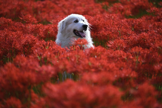 Best Joint Supplements for Senior Dogs: Vet-Approved Choices for Mobility & Comfort