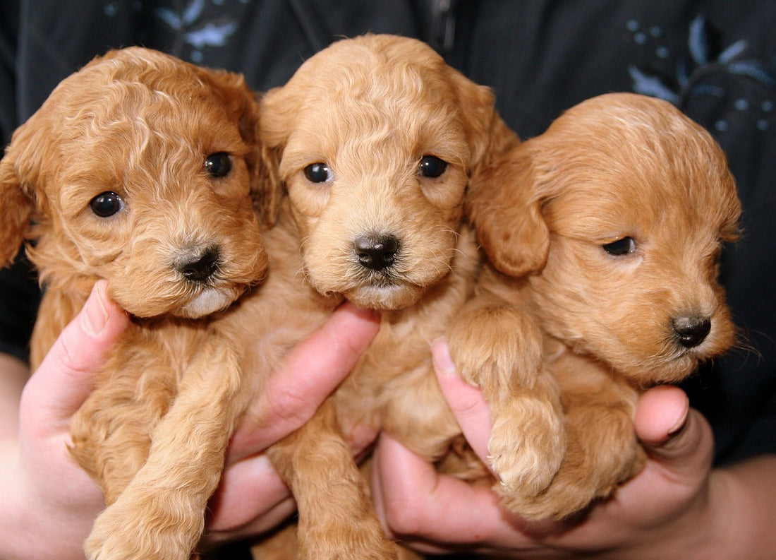 Why Your Dog Has Diarrhea &amp; What to Do FAST